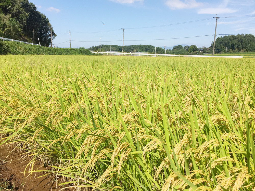 新米2016年-わぶ城湧水農園のお米