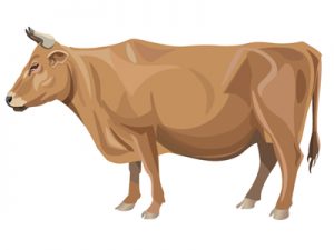 食用牛の種類・品種：日本編｜褐毛和種（イラスト）