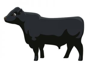 食用牛の種類・品種：世界編｜アンガス種（イラスト）
