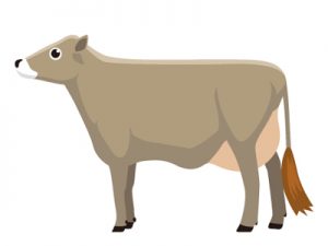 乳用牛の種類・品種：世界・日本｜ブラウンスイス種（イラスト）