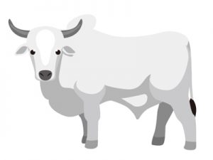 食用牛の種類・品種：世界編｜ブラーマン種（イラスト）