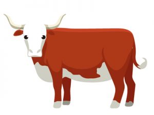 食用牛の種類・品種：世界編｜ヘレフォード種（イラスト）