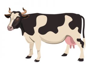 食用牛の種類・品種：日本編｜乳牛（イラスト）