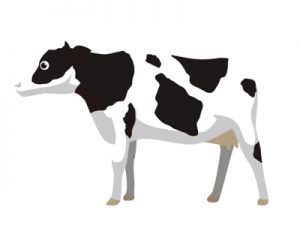 乳用牛の種類・品種：世界・日本｜ホルスタイン種（イラスト）