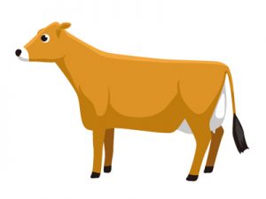 乳用牛の種類・品種：世界・日本｜ジャージー種（イラスト）