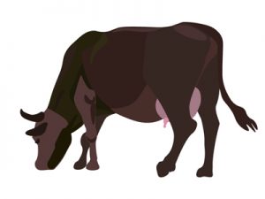 食用牛の種類・品種：日本編｜交雑種（イラスト）