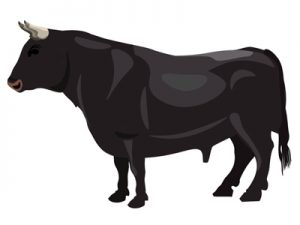 食用牛の種類・品種：日本編｜黒毛和種（イラスト）