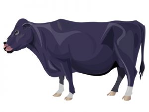 食用牛の種類・品種：日本編｜無角和種（イラスト）