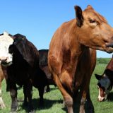 牛の種類や品種ってどれくらいあるの？世界の牛と日本の牛を紹介！