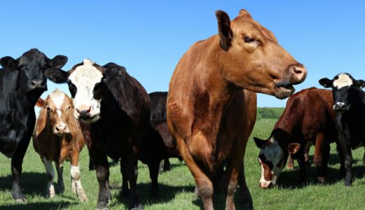 牛の種類や品種って日本と世界でどれくらいあるの？